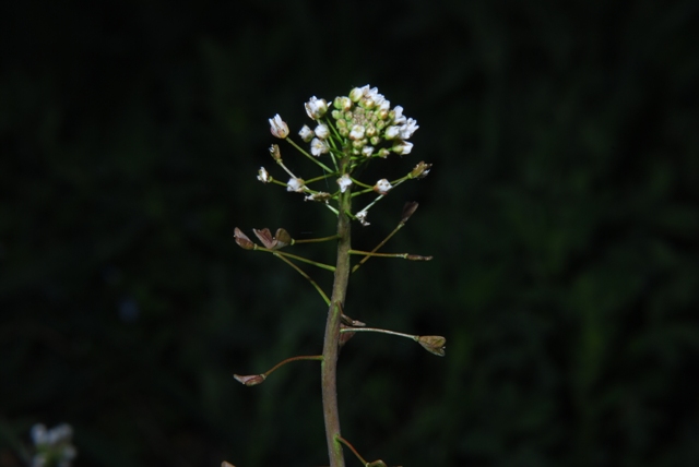 Capsella bursa-pastoris